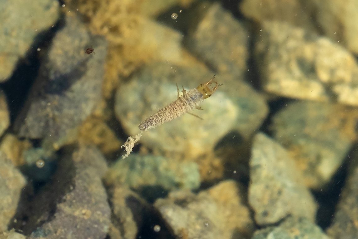 Aquatic insect larvae - Hydrochus water beetle larvae Geotagged,Spring,United States