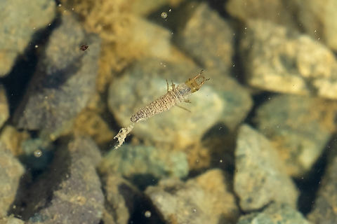 Aquatic insect larvae - Hydrochus water beetle larvae Geotagged,Spring,United States