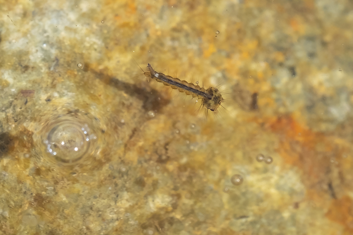 Mosquito larvae - Culex sp. The two most common mosquitoes found in Washington are the Northern House mosquito (culex pipiens) and Western Encephalitis mosquito (culex tarsalis). Geotagged,Spring,United States