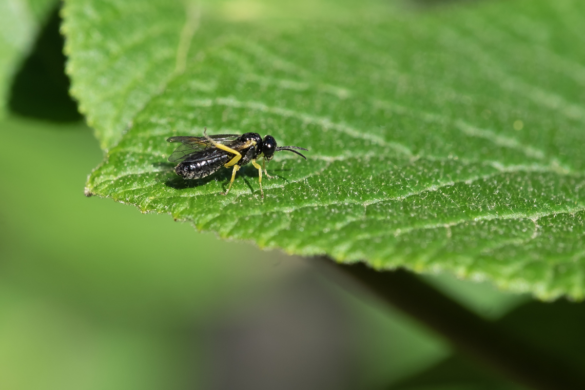 small black sawfly with yellow legs I think it may have been newly emerged - it was cleaning vigorously Aneugmenus padi,Geotagged,Spring,United States