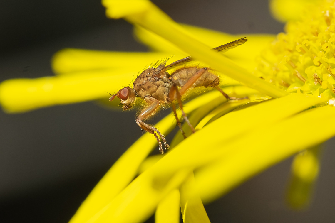 Golden haired fly - likely Scathophaga sp. If it weren&#039;t for all of the S. stercoria photos showing flies with clearly black antenna, I&#039;d think it was one of those, but this one has far lighter reddish antenna.  Geotagged,Scathophaga stercoraria,Spring,United States