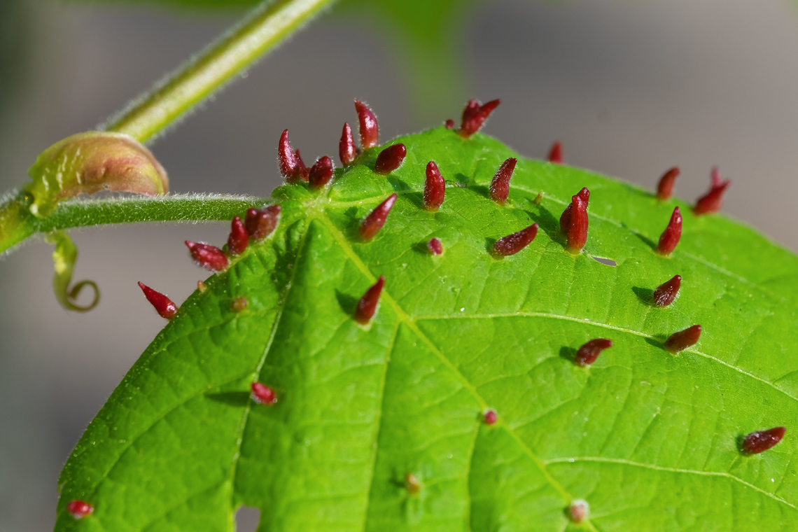 Galls on linden leaf tree confirmed to be large leaf linden Eriophyes tiliae,Geotagged,Red Nail Gall Mite,Spring,United States