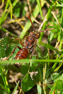 little orange bee with black stripes was hanging out with burrowing bees. It's beating it's wings so fast you cannot see them in this photo Geotagged,Nomada,Spring,United States,bee,nomad bee
