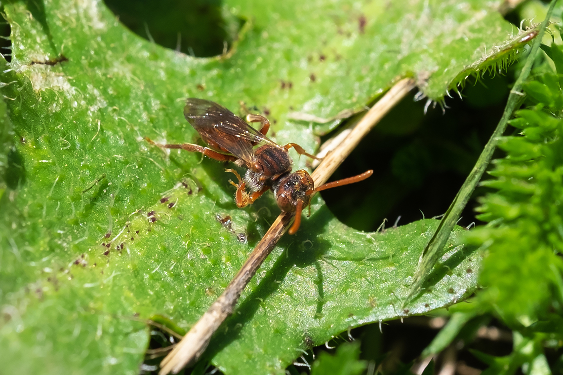 little orange bee with black stripes Not getting anywhere with this one...  Geotagged,Spring,United States
