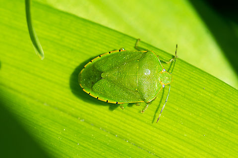 Green stink bug  Chinavia hilaris,Geotagged,Green stink bug,Spring,United States