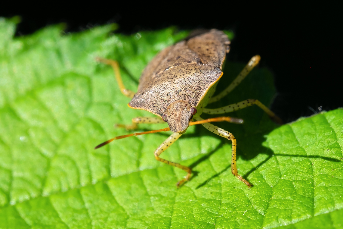Consperse stink bug  Consperse stink bug,Euschistus conspersus,Geotagged,Spring,United States