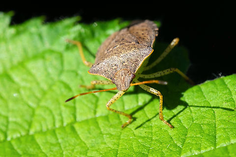 Consperse stink bug  Consperse stink bug,Euschistus conspersus,Geotagged,Spring,United States