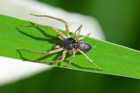 Philodromus dispar - adult male running crab spider, imported to this area Geotagged,Philodromid Crab Spider,Philodromus dispar,Spring,United States