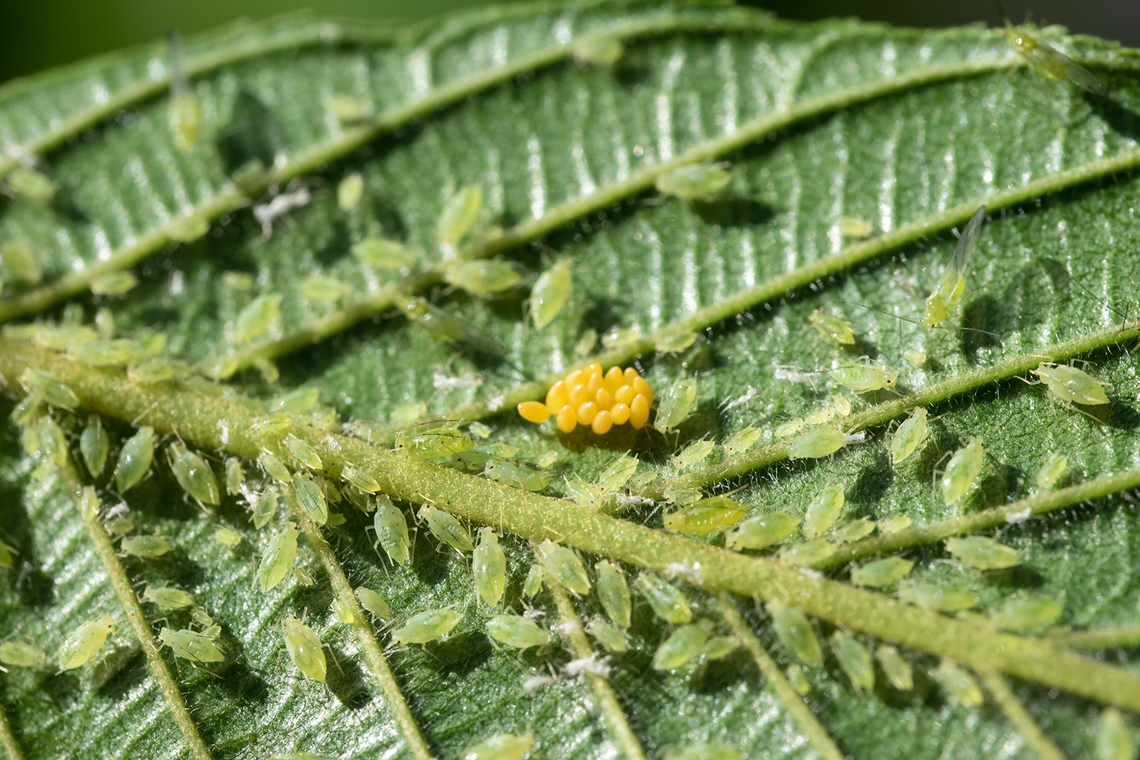 green aphids tending orange eggs I'm not sure of the tree type - it was barely a twig... and heavily infested. I think it may have been an elm.  Oval leaves with slightly serrated edge. Geotagged,Spring,United States