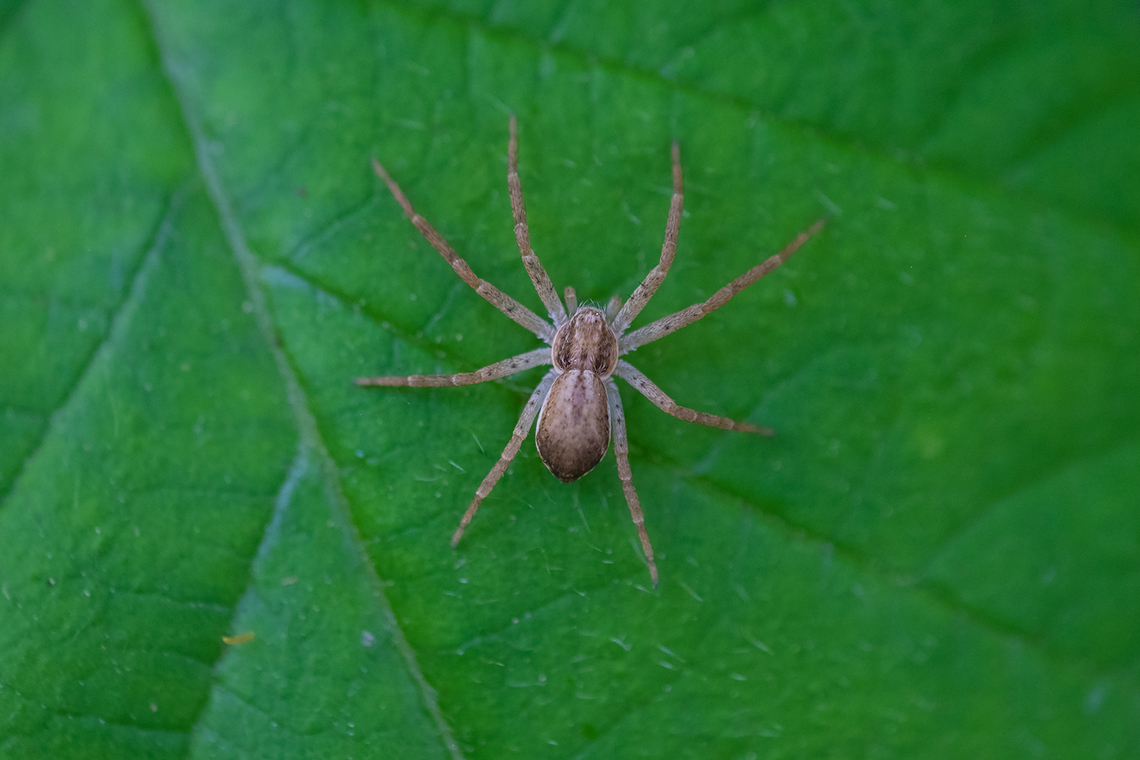 Philodromus dispar, running crab spider - female  Geotagged,Philodromid Crab Spider,Philodromus dispar,Spring,United States