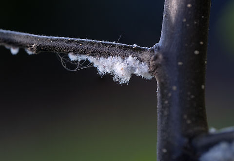 wooly apple aphid  Eriosoma lanigerum,Geotagged,Spring,United States,Woolly apple aphid