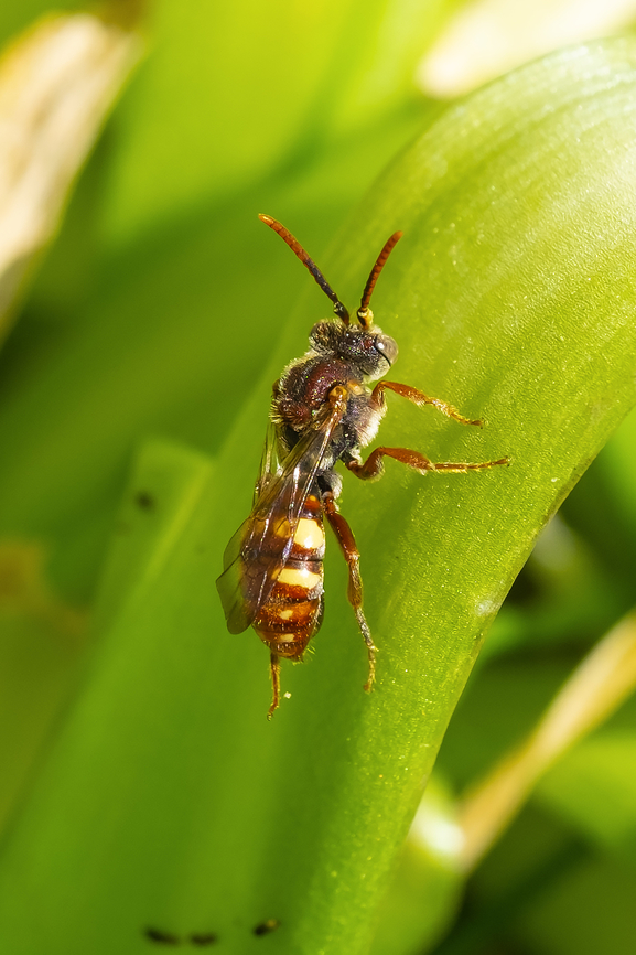 Nomad bee See one, see them everywhere ;) This one appears to be a Ruficornis, but perhaps a different species.  Geotagged,Spring,United States
