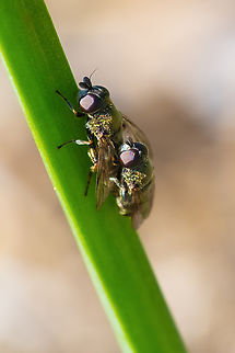 Love is in the air... very small flies with a coat of light golden hair that reflects back in a bit of rainbow shimmer. Large oval shaped antenna. Geotagged,Spring,United States
