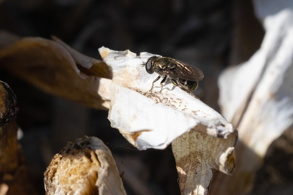 Tiny black fly with a very round abdomen  Geotagged,Spring,United States
