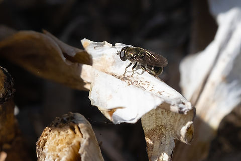Tiny black fly with a very round abdomen  Geotagged,Spring,United States