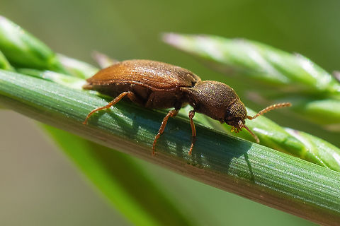hairy orange click beetle boy... I've been finding some easy ones :p.. only 900 known species and who knows how many uncatalogued in North America. This one actually gave me a second chance. I saw (I think) the same type of beetle a few days earlier in the same area, but lost it before I got a good focused photo.  Geotagged,Spring,United States