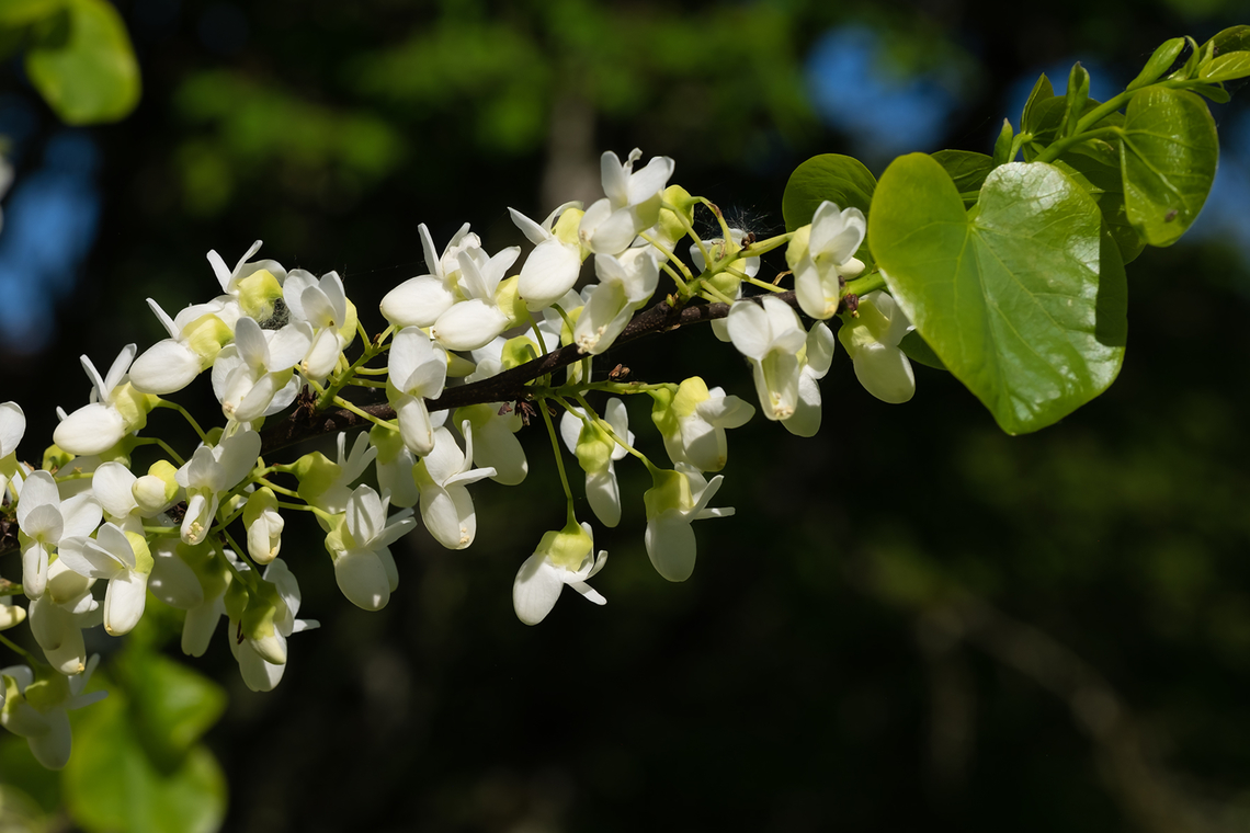 white blooming redbud tree  Cercis canadensis,Eastern Redbud,Geotagged,Spring,United States
