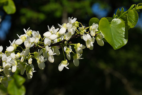 white blooming redbud tree  Cercis canadensis,Eastern Redbud,Geotagged,Spring,United States