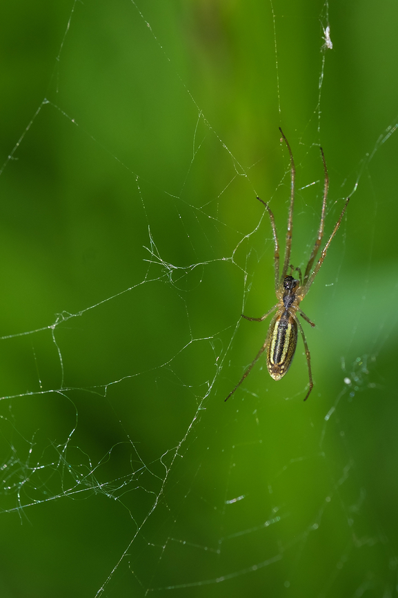 small sheet web spider Hanging upside down in a very sparse web. Unlike many of our sheet web builders here, who build elaborate, if messy, dome shaped structures, this was a single  layer and very loosely woven. Geotagged,Spring,United States