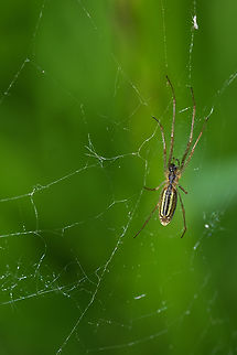 small sheet web spider Hanging upside down in a very sparse web. Unlike many of our sheet web builders here, who build elaborate, if messy, dome shaped structures, this was a single  layer and very loosely woven. Geotagged,Spring,United States