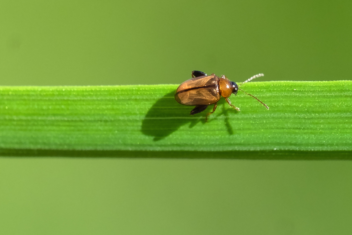 teensy flea beetle -Potato flea beetle enlarged hind legs for jumping<br />
yes, that is a blade of grass, which probably isn't more than about 6mm wide so this tiny beetle is probably 4mm or less Geotagged,Psylliodes affinis,Spring,United States