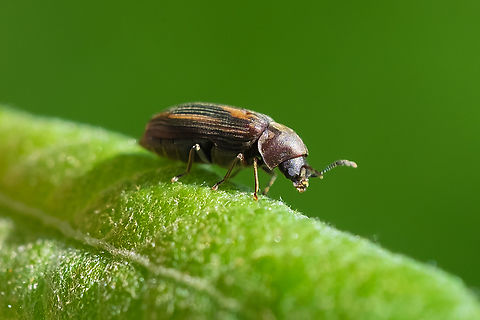 Vrilletta decorata  Geotagged,Spring,United States,Vrilletta decorata