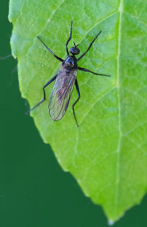Dance Fly - Empidinae  Geotagged,Spring,United States