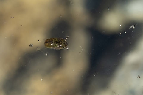 mosquito pupa - Culex sp. I went by the puddle that I found the mosquito larvae in and 2-3 days later they were all gone - I did find this lone pupa, still waiting to hatch.  Geotagged,Spring,United States