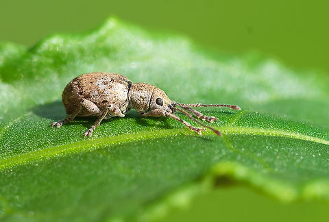 Dark-eyed root weevil introduced - pest of raspberries and strawberries Geotagged,Sciaphilus asperatus,Spring,United States