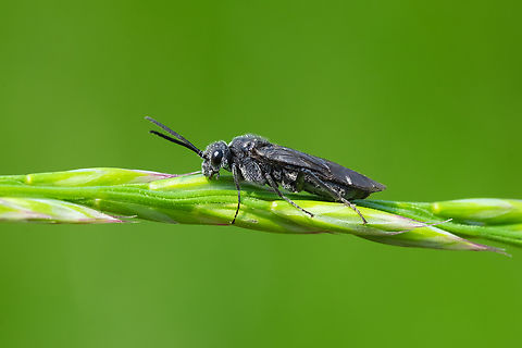 Fuzzy black winged insect I'm a little stumped.. sawfly? scolid wasp? Geotagged,Spring,United States