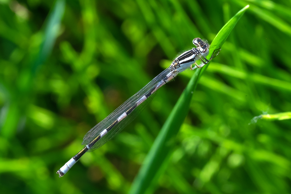 familiar bluet  Enallagma civile,Familiar Bluet,Geotagged,Spring,United States