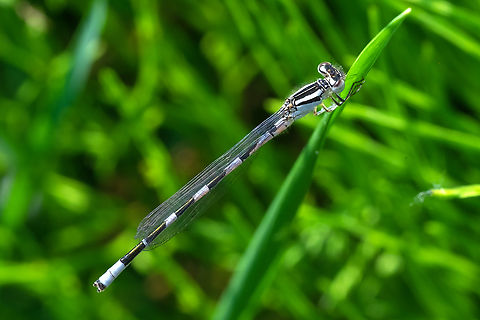 familiar bluet  Enallagma civile,Familiar Bluet,Geotagged,Spring,United States