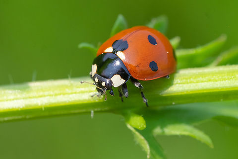seven spotted lady beetle introduced Coccinella septempunctata,Geotagged,Seven-spotted Lady Beetle,Spring,United States