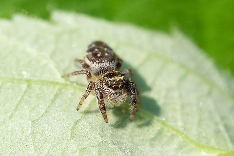 Bronze lake jumper female  Bronze lake jumper,Eris militaris,Geotagged,Spring,United States