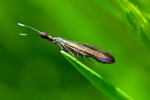 red clover casebearer moth  Coleophora deauratella,Geotagged,Red Clover Casebearer Moth,Spring,United States