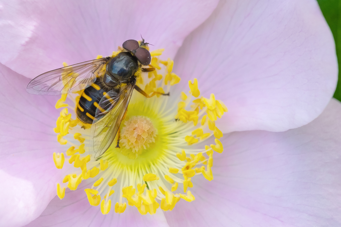 Western pond fly  Geotagged,Sericomyia chalcopyga,Spring,United States,Western Pond Fly