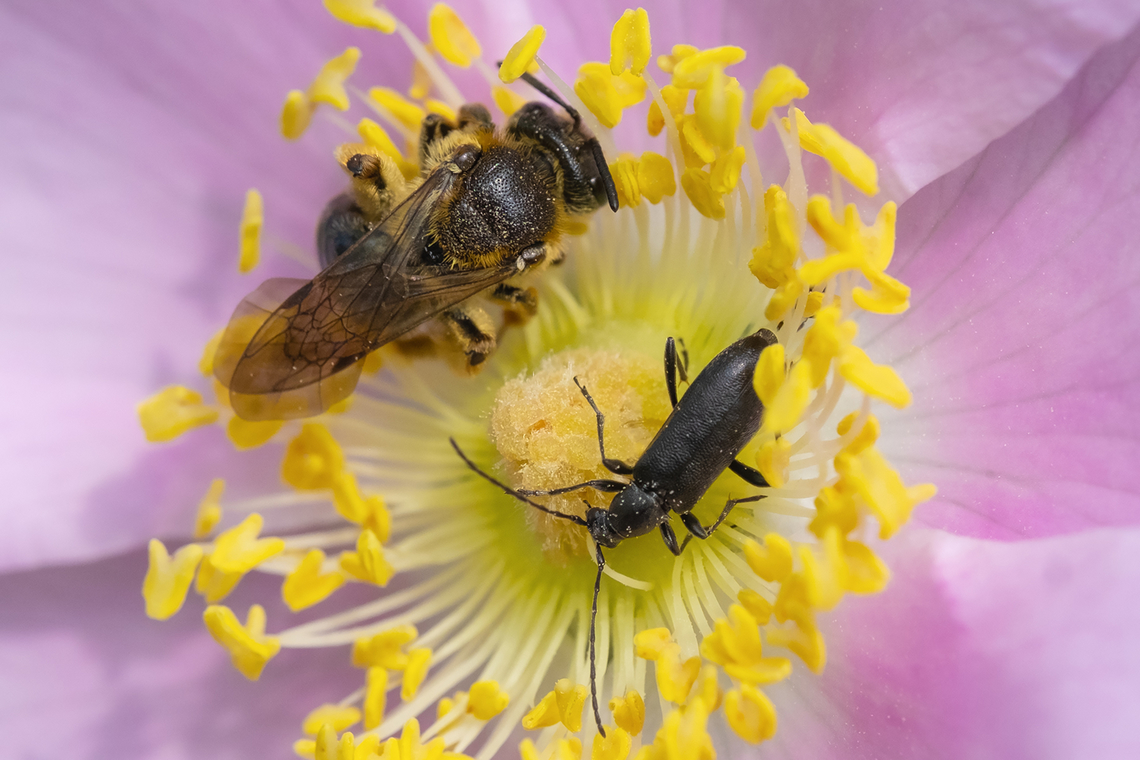 Flower longhorn beetle sharing with a bee  Geotagged,Grammoptera haematites,Spring,United States