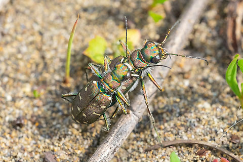 western tiger beetles  Cicindela oregona,Geotagged,Spring,United States,Western Tiger Beetle