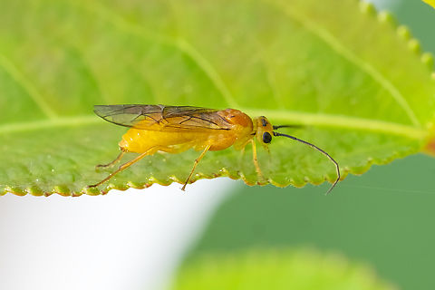 Euura  sp. sawfly  Geotagged,Spring,United States