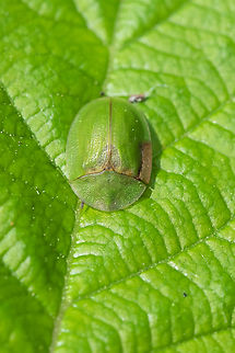 thistle tortoise beetle introduced Cassida rubiginosa,Geotagged,Spring,Thistle tortoise beetle,United States