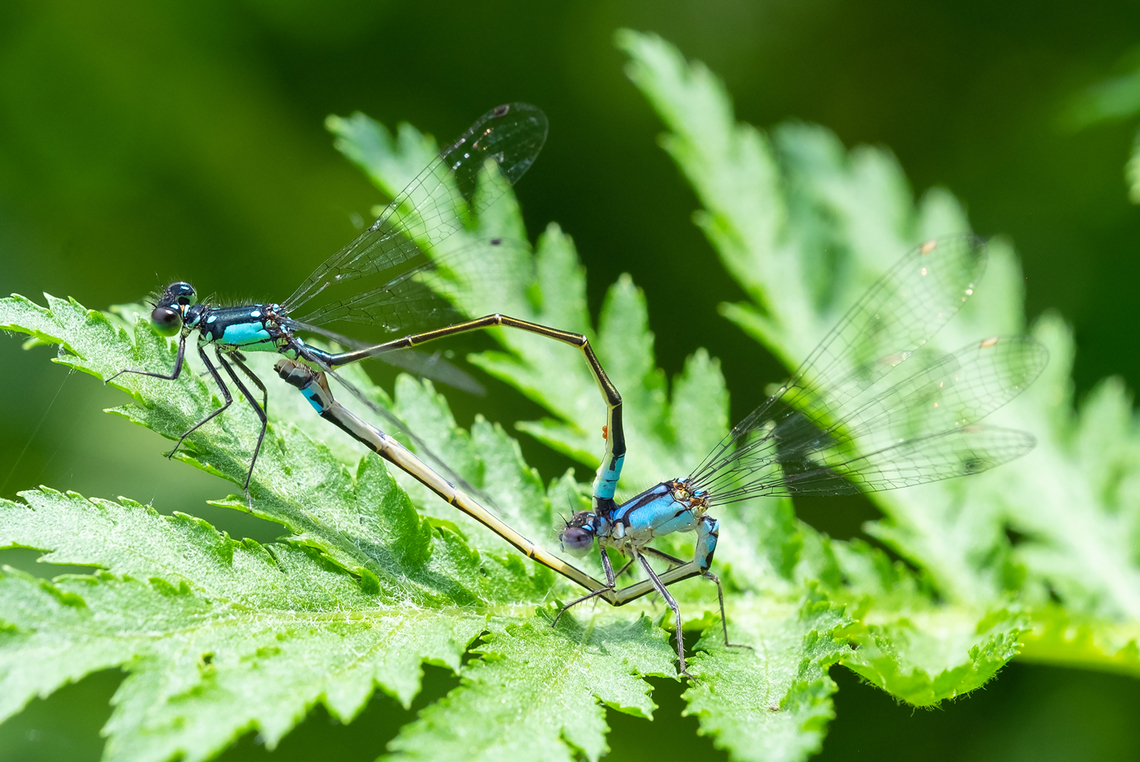pacific forktail mating wheel  Geotagged,Ischnura cervula,Pacific Forktail,Spring,United States
