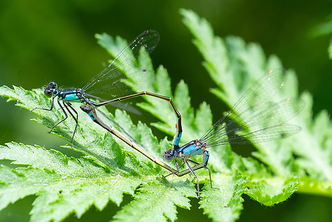 pacific forktail mating wheel  Geotagged,Ischnura cervula,Pacific Forktail,Spring,United States