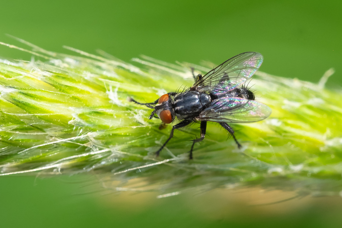 house fly  Geotagged,Spring,United States