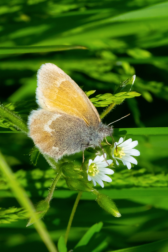 Ochre ringlet subspecies eunomia Coenonympha tullia,Geotagged,Large heath,Spring,United States