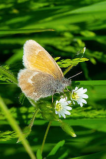 Ochre ringlet subspecies eunomia Coenonympha tullia,Geotagged,Large heath,Spring,United States