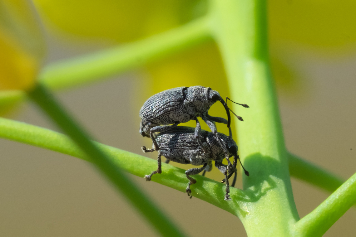 cabbage seedpod weevils on a mustard plant Ceutorhynchus obstrictus,Geotagged,Spring,United States