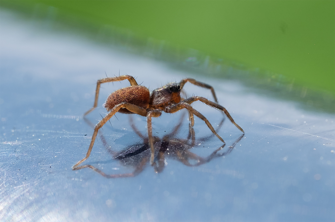 red spider has a pair of very large eyes - jumper of some sort? Geotagged,Spring,United States