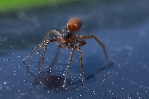 Red spider face/eyes  Geotagged,Spring,United States