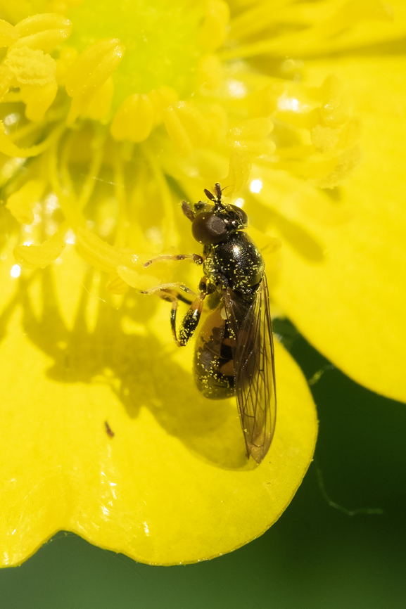 tiny bee mimic metallic thorax, yellow and black abdomen<br />
Whew - after a lot of photo flipping I finally came across Sphegina and Neoascia, which is where I think these little syrphids likely fit in. <br />
BugGuide is provisionally saying Neoascia tenur, and asking an expert to chime in. Geotagged,Spring,United States