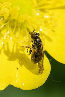 tiny bee mimic metallic thorax, yellow and black abdomen
Whew - after a lot of photo flipping I finally came across Sphegina and Neoascia, which is where I think these little syrphids likely fit in. 
BugGuide is provisionally saying Neoascia tenur, and asking an expert to chime in. Geotagged,Spring,United States